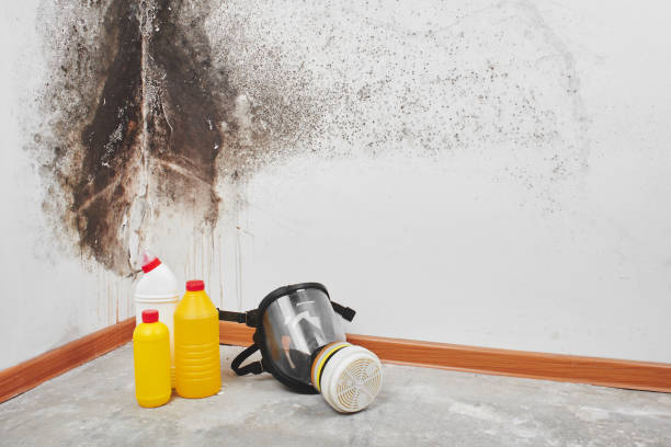 Best Black Mold Removal  in Coldspring, TX