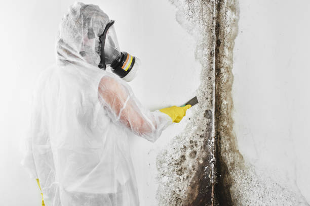 Best Attic Mold Removal  in Coldspring, TX