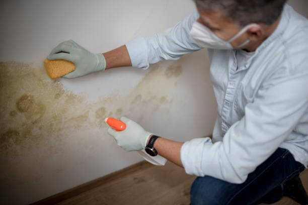 Best Fast Mold Removal  in Coldspring, TX