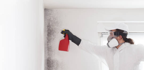 Best Mold Testing and Removal  in Coldspring, TX