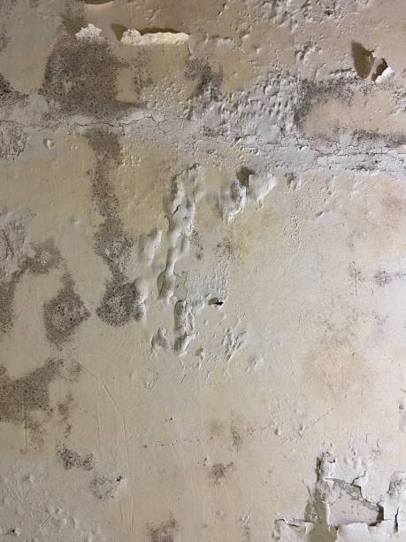 Best Local Mold Removal Service  in Coldspring, TX