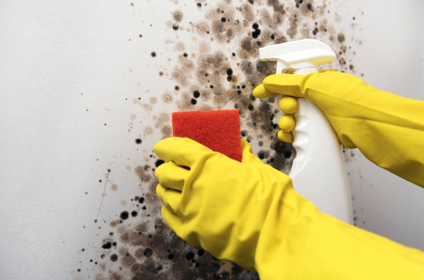 Best Best Mold Removal Companies  in Coldspring, TX