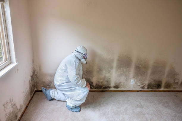 Best Mold Damage Repair  in Coldspring, TX