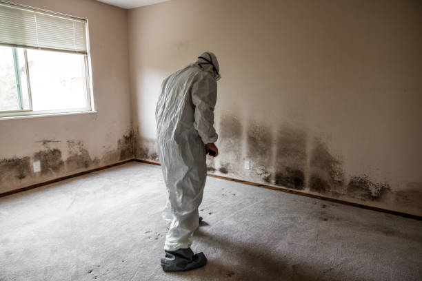 Best Fast Mold Removal  in Coldspring, TX